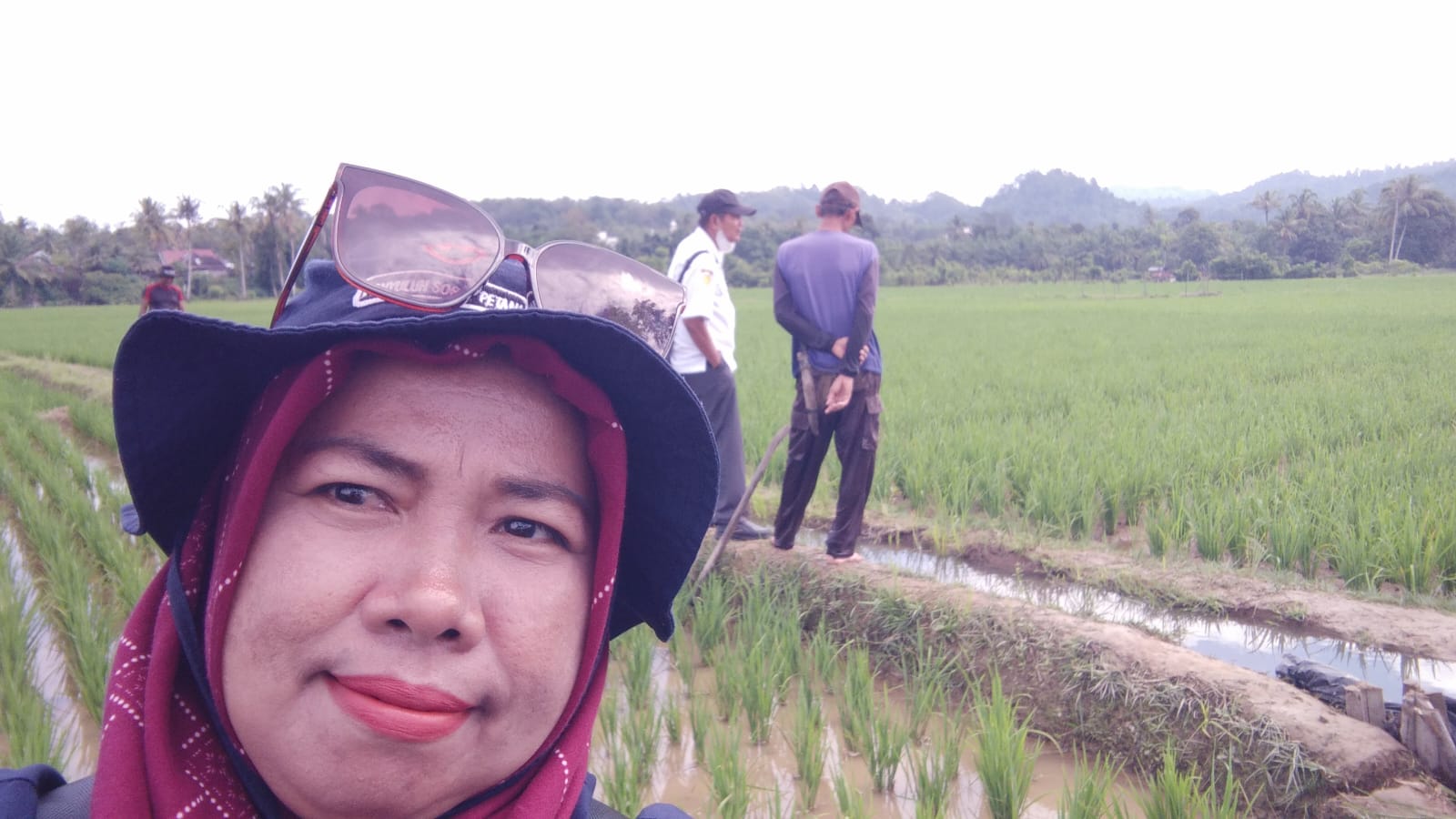 PENGENDALIAN HAMA PENYAKIT TANAMAN PADI SAWAH KELOMPOK TANI PULAU TELENG