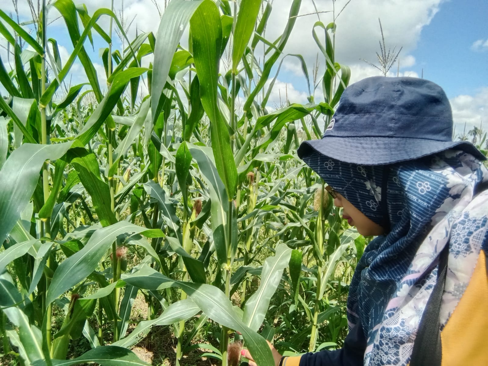 PENGAMATAN TANAMAN JAGUNG 