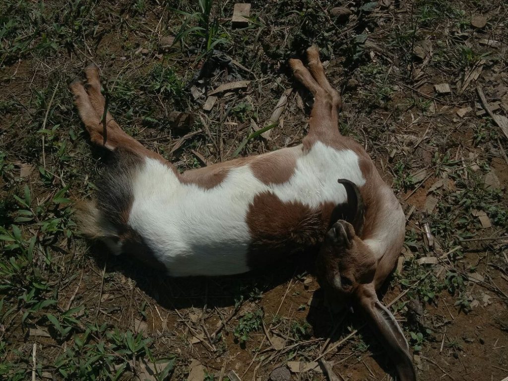 Tympani pada ternak ruminansia