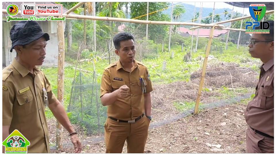 KUNJUNGI BPP KOTO XI TARUSAN, KEPALA DINAS PERTANIAN PANTAU PENAMAMAN CABAI DAN BAWANG DI BPP