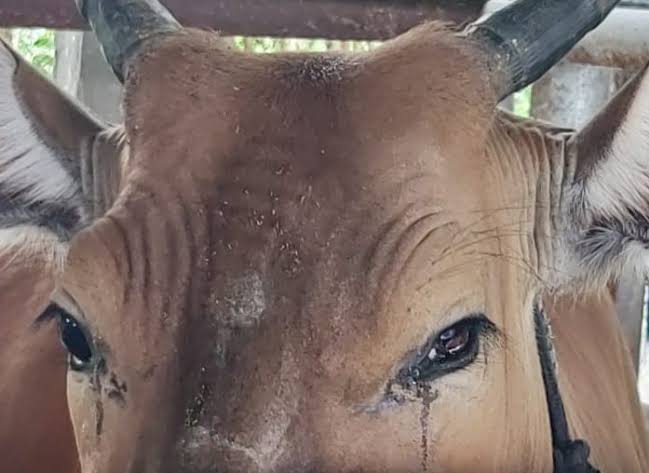 Pengobatan pink eye pada sapi