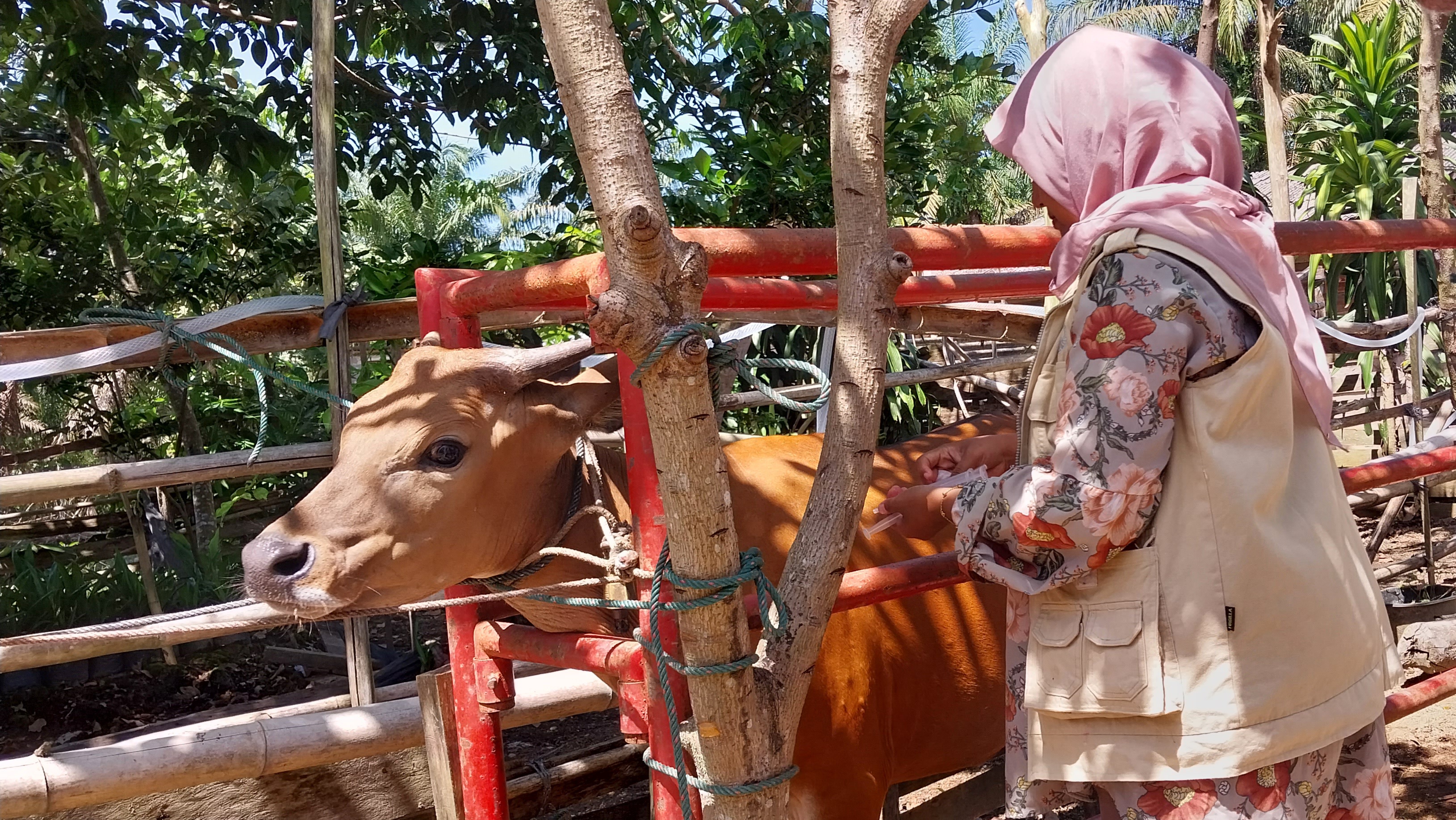Puskeswan Silaut Melakukan Pelayanan Pengobatan Bovine Ephemeral Fever (BEF) \"Demam Tiga Hari\" 