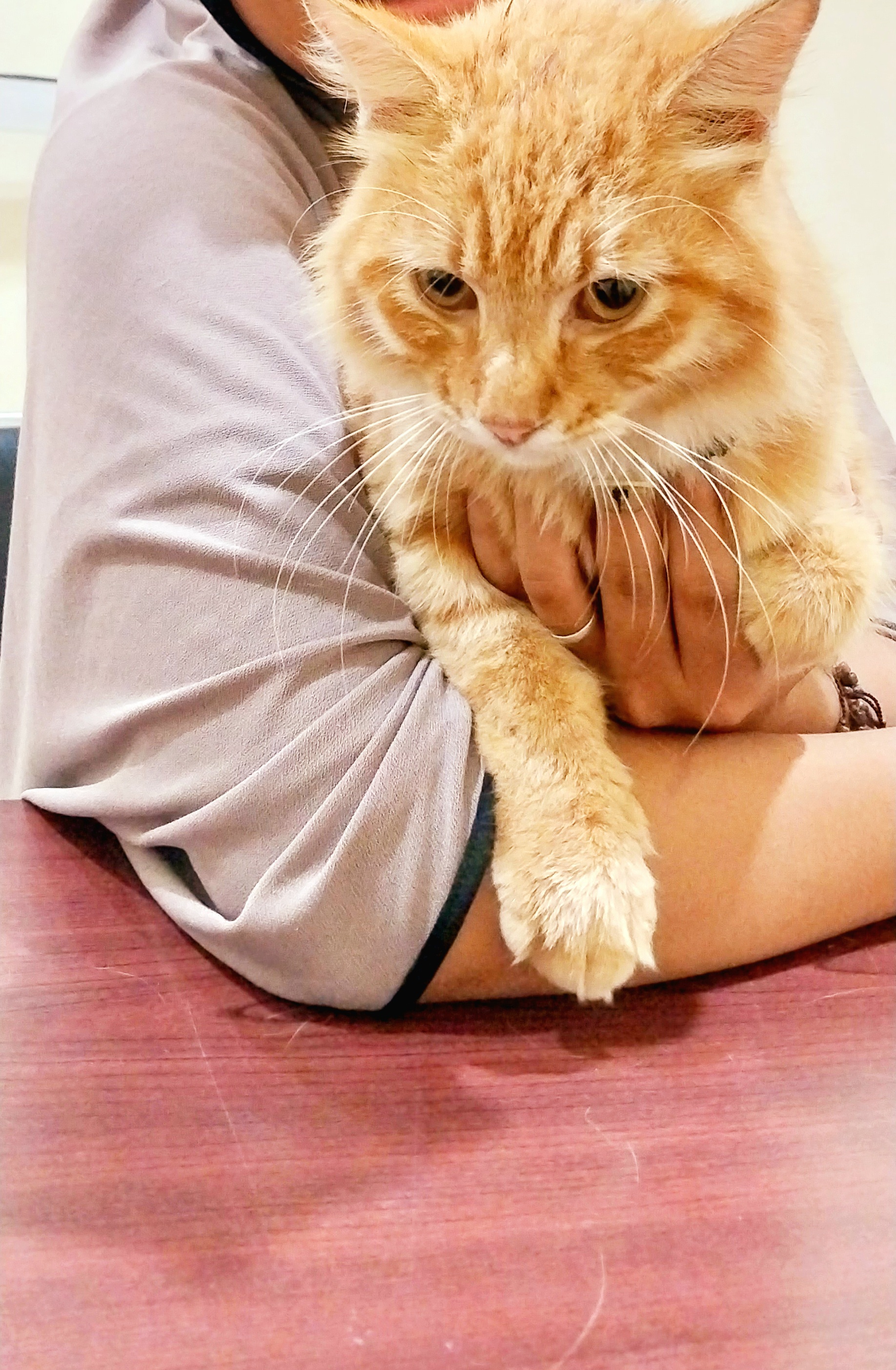 PUSKESWAN SILAUT MELAKUKAN PELAYANAN PENGOBATAN RHINOTRACHEITIS VIRUS PADA KUCING 