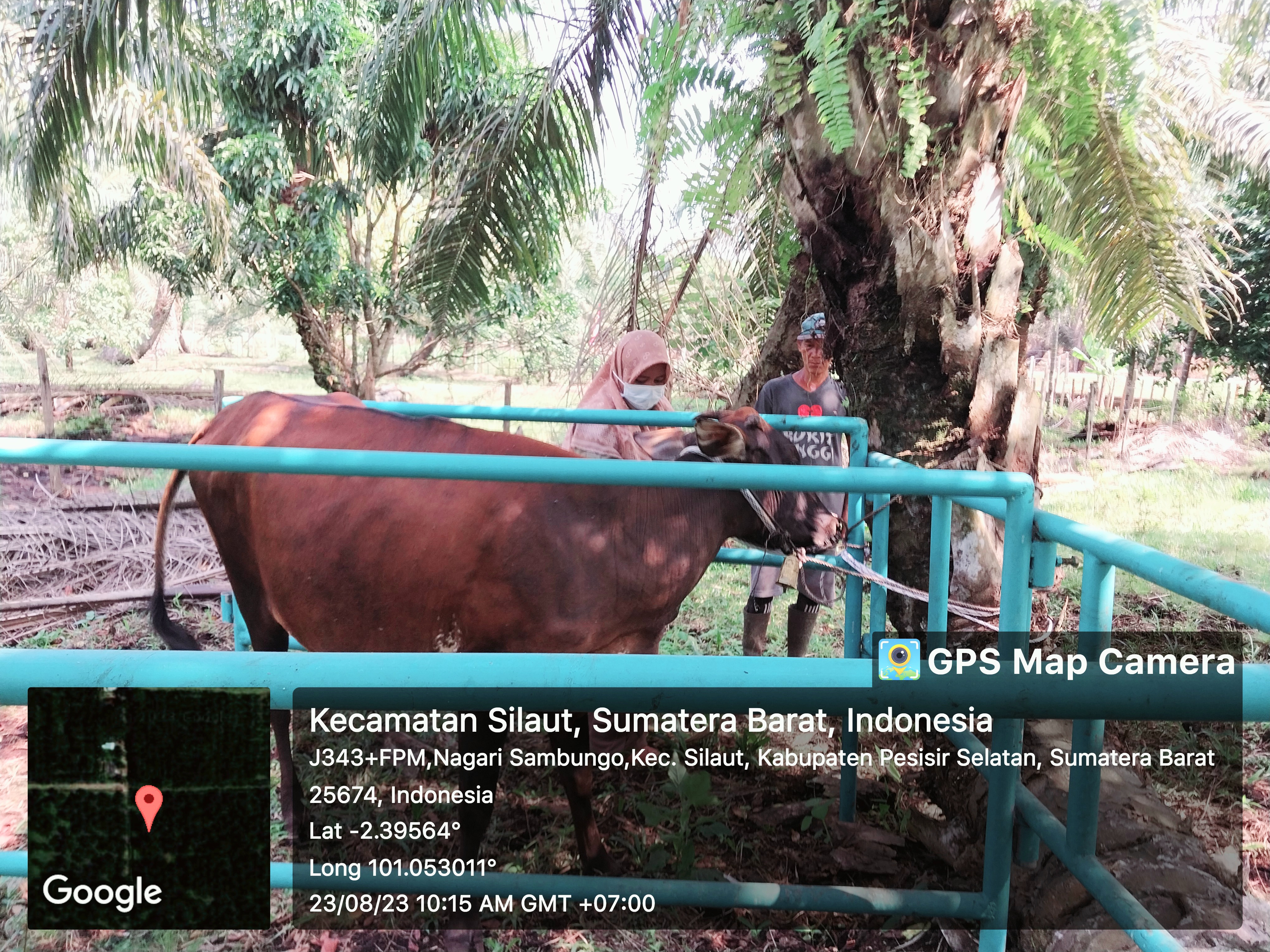 PUKSESWAN SILAUT MELAKUKAN VAKSINASI PMK DI SILAUT 5 NAGARI SAMBUGO KEC.SILAUT