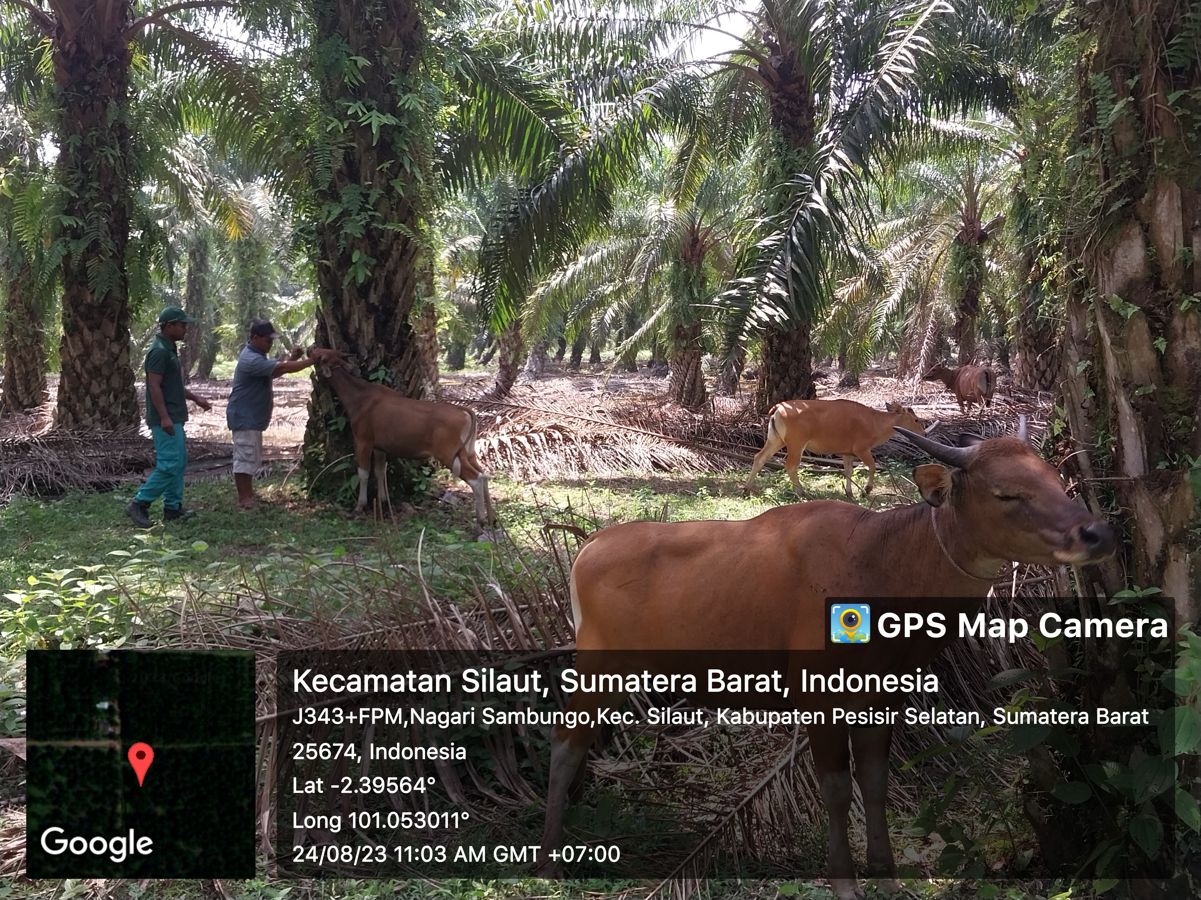 PUKSESWAN SILAUT MELAKUKAN VAKSINASI PMK DI SILAUT 6 NAGARI SAMBUGO KEC.SILAUT