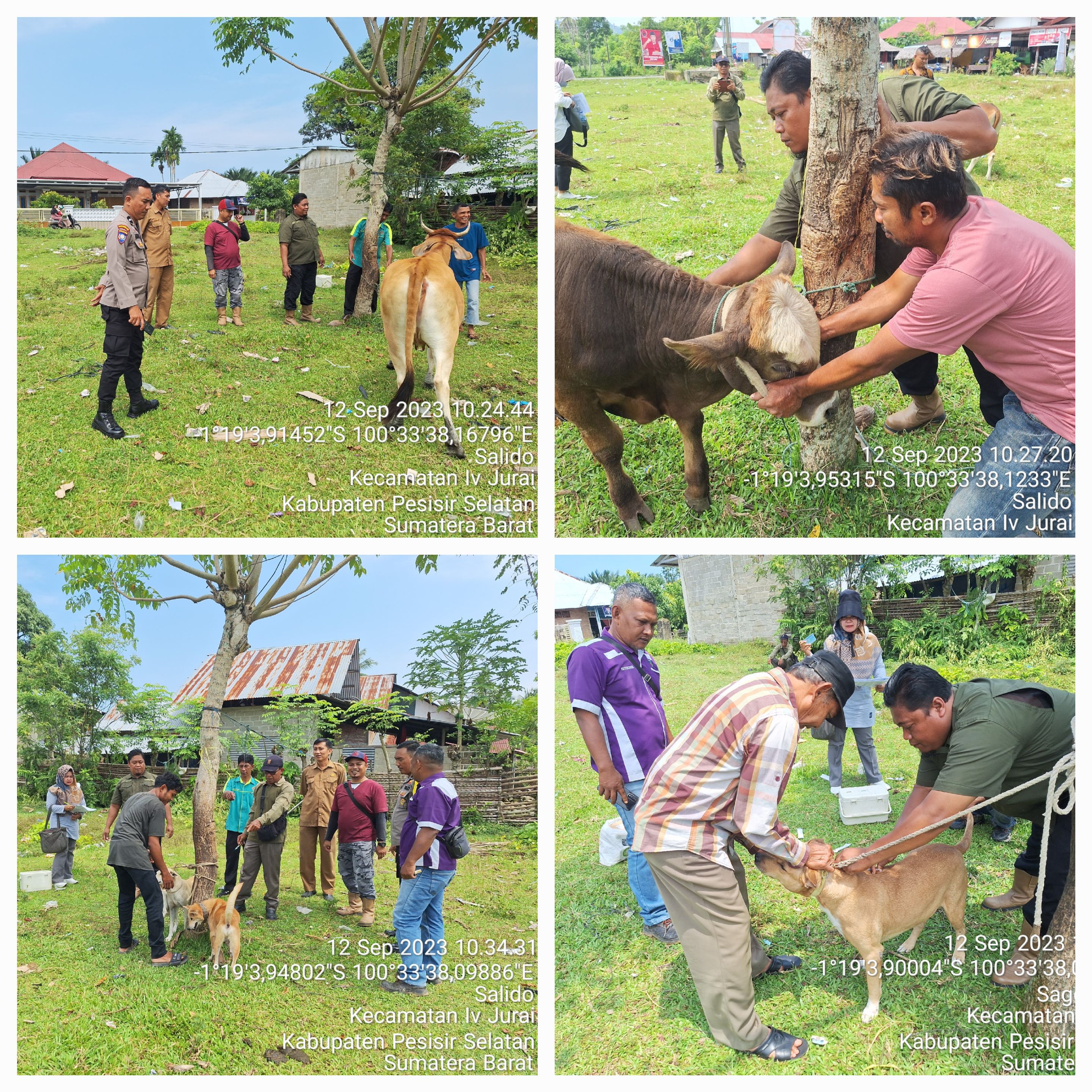 PELAKSANAAN VAKSINASI PMK DAN RABIES DI NAGARI SALIDO KEC. IV JURAI