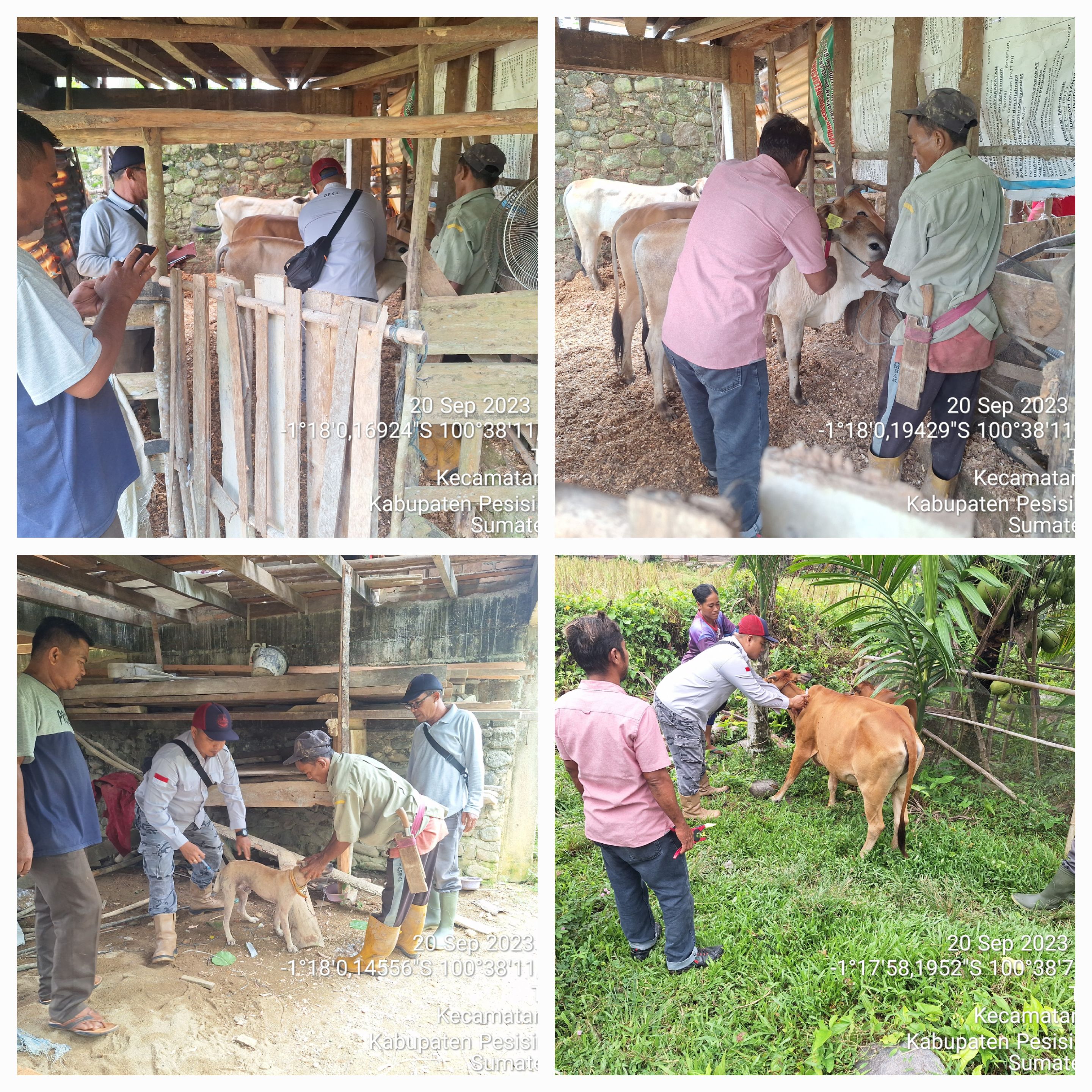 PELAKSANAAN VAKSINASI PMK DAN RABIES DI NAGARI SALIDO SARIBULAN KEC. IV JURAI