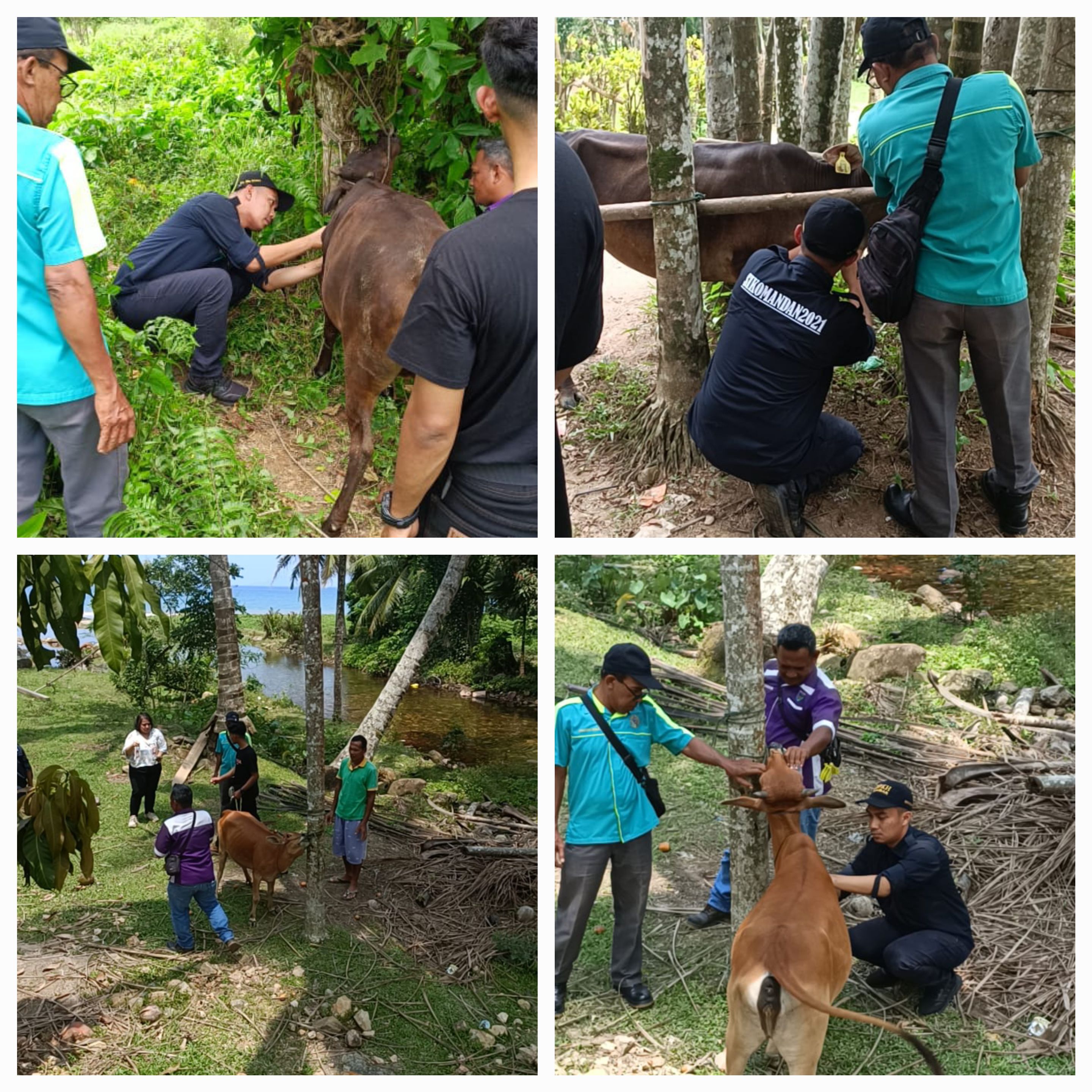 PENGAMBILAN SAMPEL DARAH SAPI PESISIR DI WILAYAH BATANG KAPAS UNTUK ANALISA GENETIK OLEH DINAS PETER
