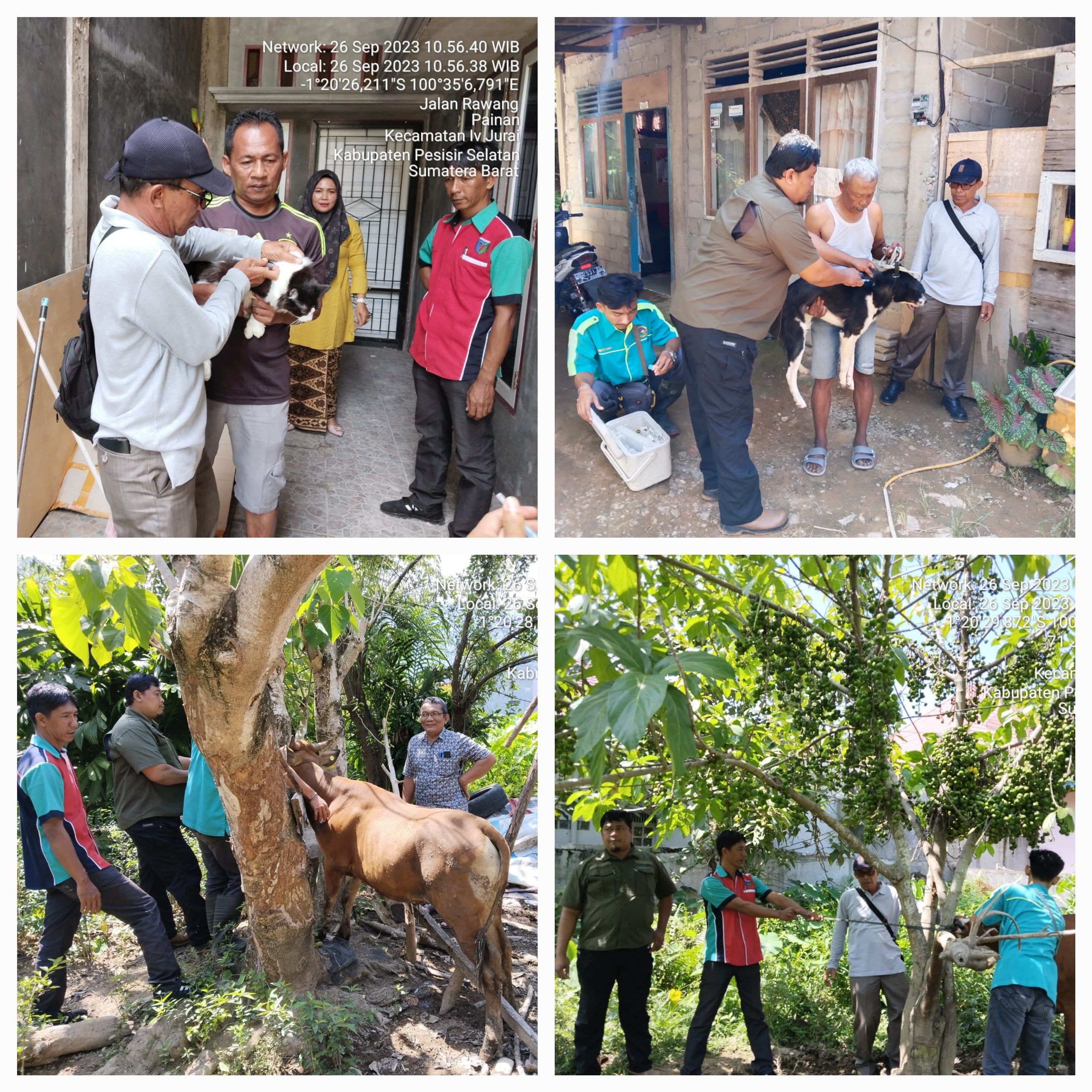 PELAKSANAAN VAKSINASI PMK DAN RABIES DI NAGARI PAINAN KEC. IV JURAI
