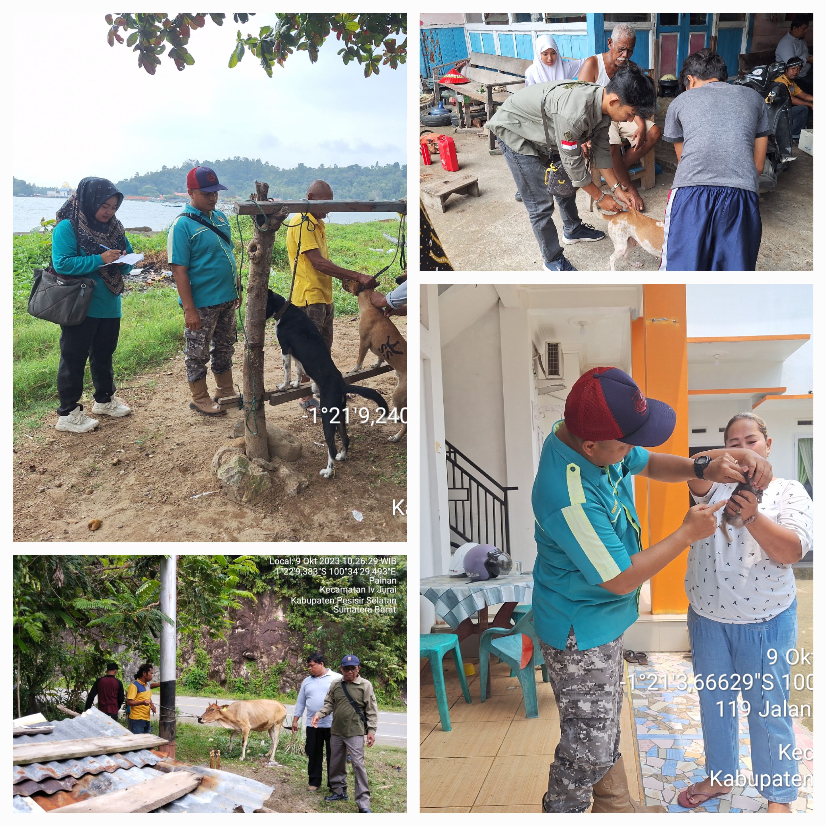 PELAKSANAAN VAKSINASI PMK DAN RABIES DI NAGARI PAINAN SELATAN KEC. IV JURAI