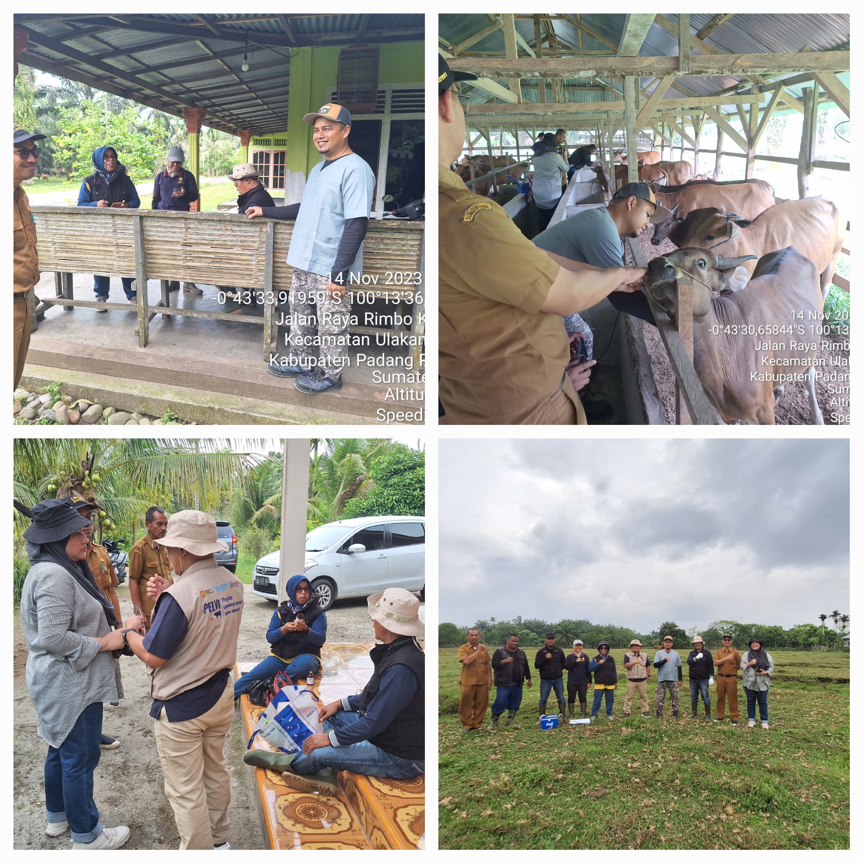 Kepala Puskeswan Painan Ikut Melakukan Bimbingan Lapangan Pilot Project Percepatan Pelaksanaan Vaksi