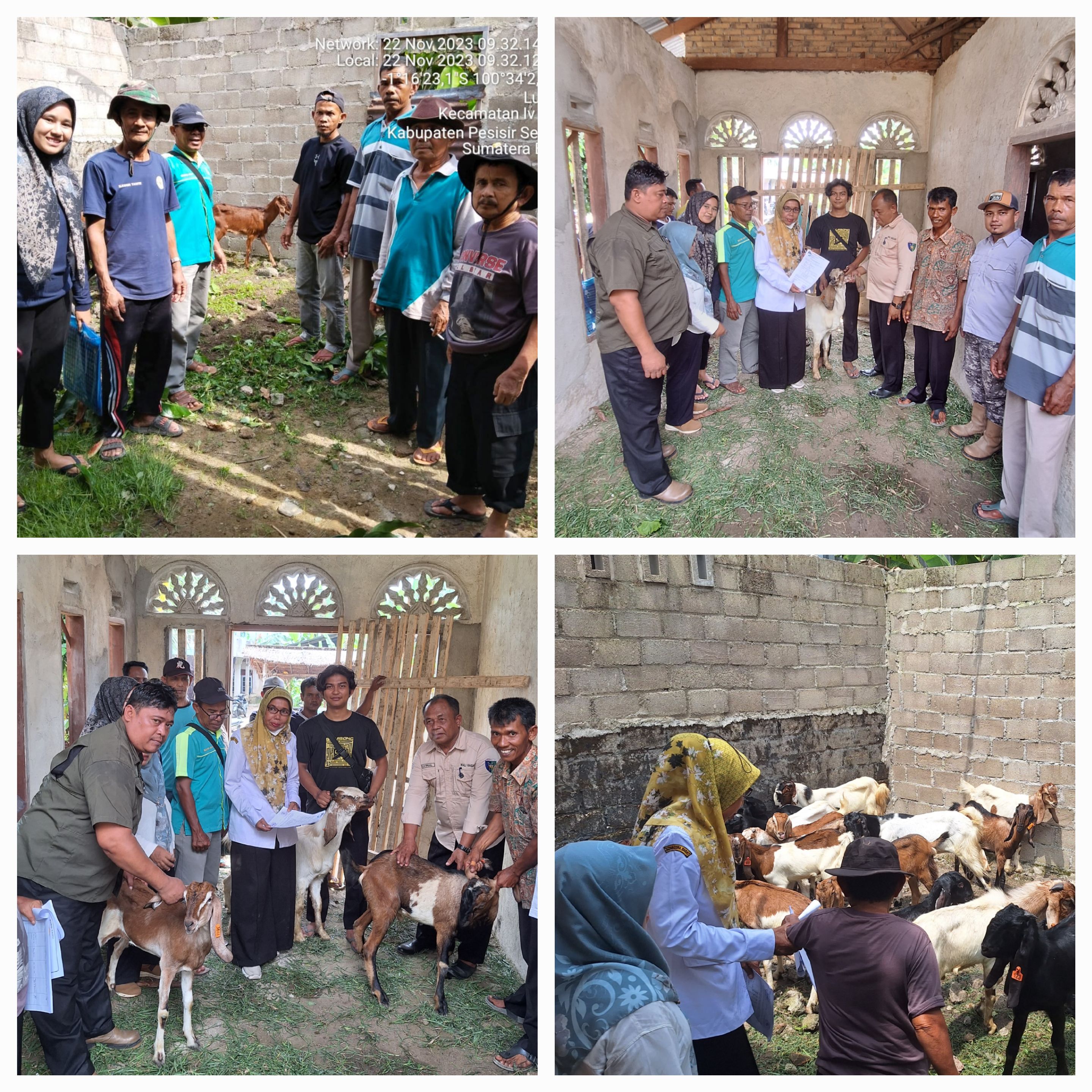 Tim Puskeswan Painan Ikut Dampingi Serah Terima Ternak Kambing di Kelompok Tani Saraso.
