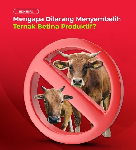 ATURAN DAN LARANGAN PEMOTONGAN TERNAK BETINA PRODUKTIF SERTA KATEGORI TERNAK BETINA PRODUKTIF YANG B