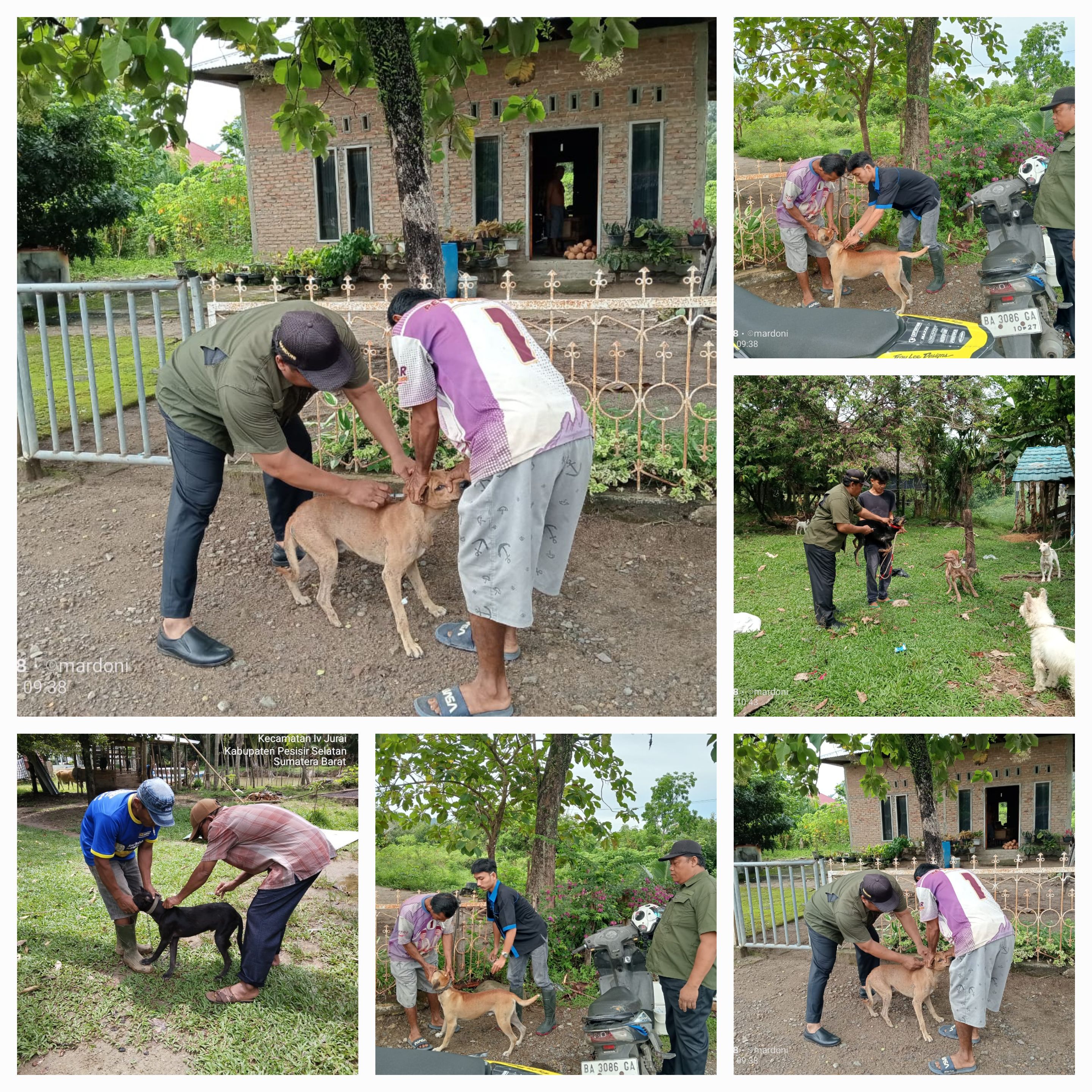 PELAKSANAAN VAKSINASI RABIES DI NAGARI SALIDO KEC. IV JURAI