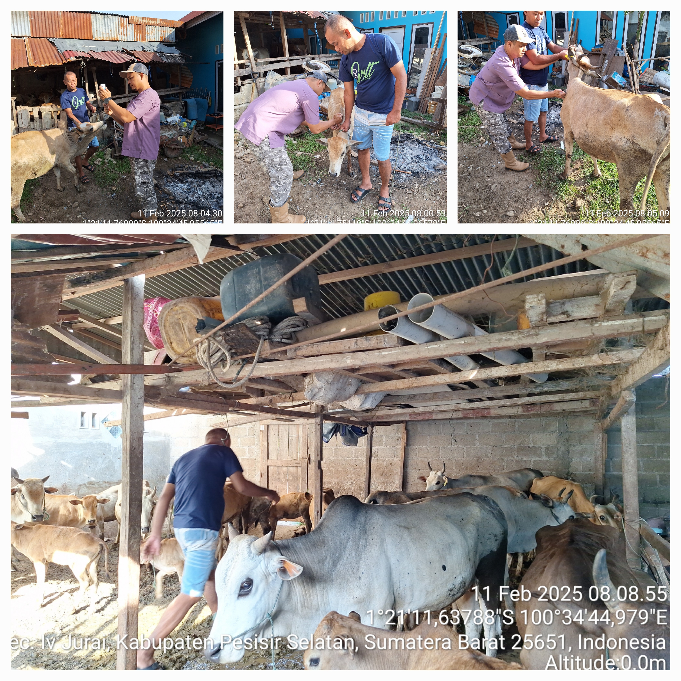 PELAKSANAAN VAKSINASI PMK TAHAP I TAHUN 2025 di Nagari Painan Timur