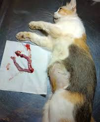 Sterilisasi pada kucing