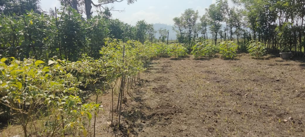 ALIH FUNGSI LAHAN SAWAH MENJADI LAHAN KERING