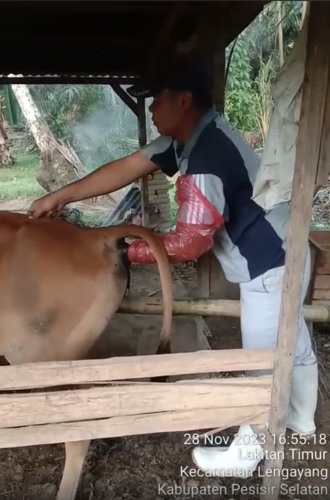 Inseminasi Buatan Pada Sapi