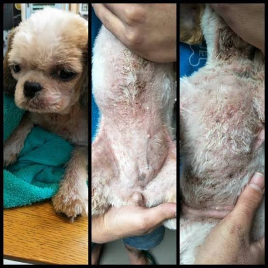 Pengobatan demodekosis pada anjing