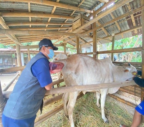 Inseminasi buatan / kawin suntik