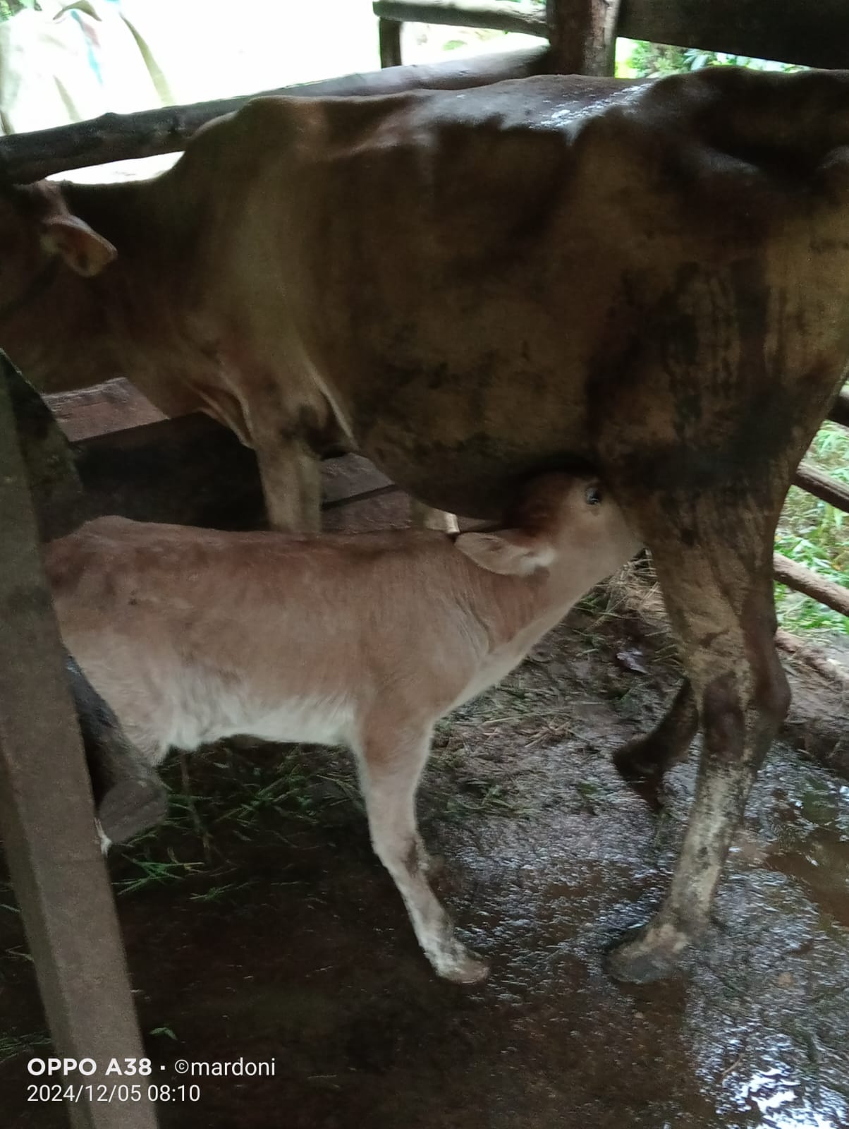 Kelahiran Sapi Limosin Di Kenagarian Ampang Tareh Lumpo