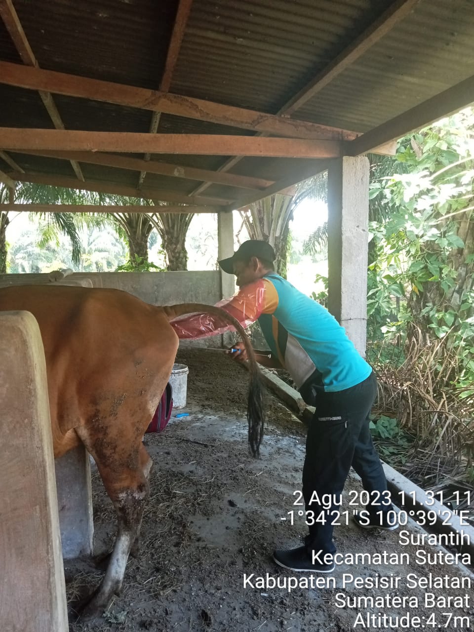 Petugas Puskeswan Terpadu Sutera Melakukan Pelayanan Inseminasi Buatam (IB) di Nagari Rawang Gunung 