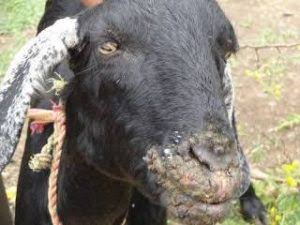Penyakit orf pada kambing