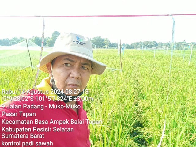 PENGAMATAN HAMA BURUNG PADA TANAMAN PADI SAWAH KELOMPOK TANI TAMPAT TONGGA JAYA KECAMATAN RANAH AMPE