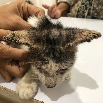 Pengobatan scabies pada kucing