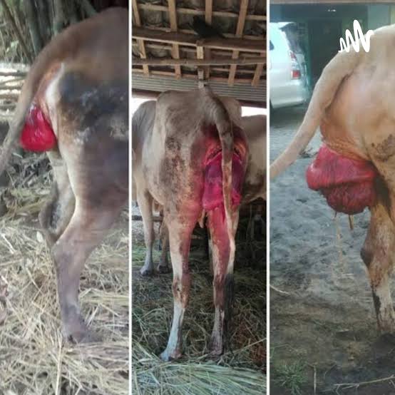 Prolapsus uteri pada sapi