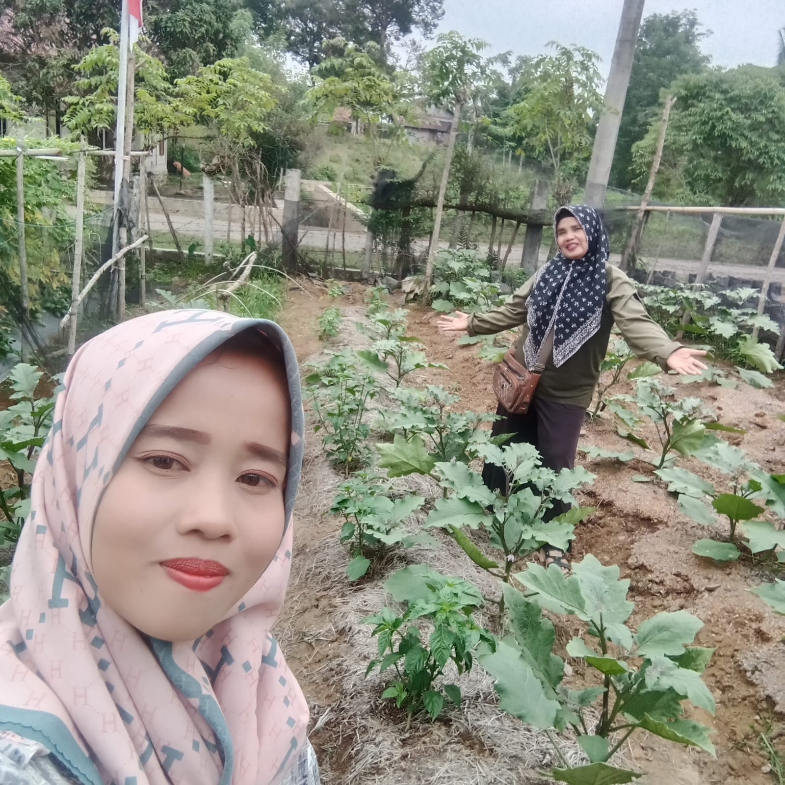 BUDIDAYA TANAMAN TERONG DI BPP RAHUL TAPAN