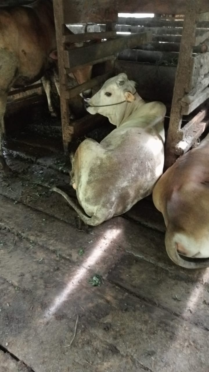 Pengobatan Kencing Darah Pada Sapi Lokal