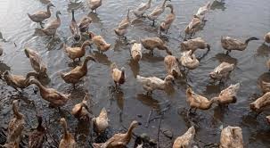 Mengenal lebih jauh tentang itik bayang