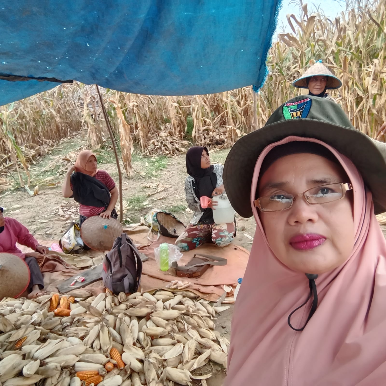 PANEN TANAMAN JAGUNG KELOMPOK TANI PULAU TENGAH