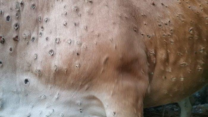 Mengenal penyakit LSD pada sapi