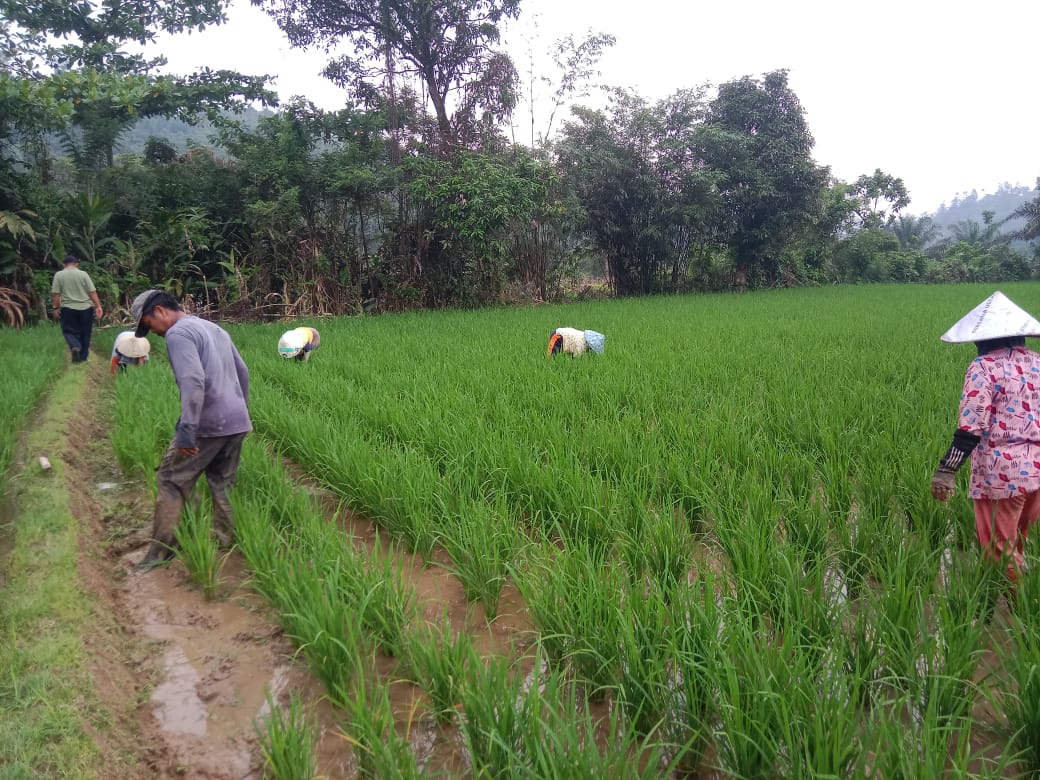 PENYIANGAN PADI SAWAH KELOMPOK TANI TALANG JUWA
