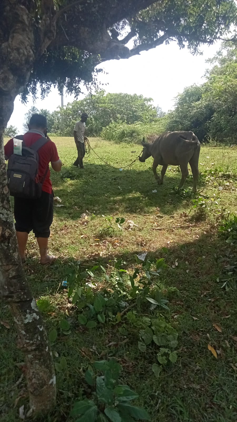 Tim puskeswan sutera mengobati bef pada kerbau di surantih