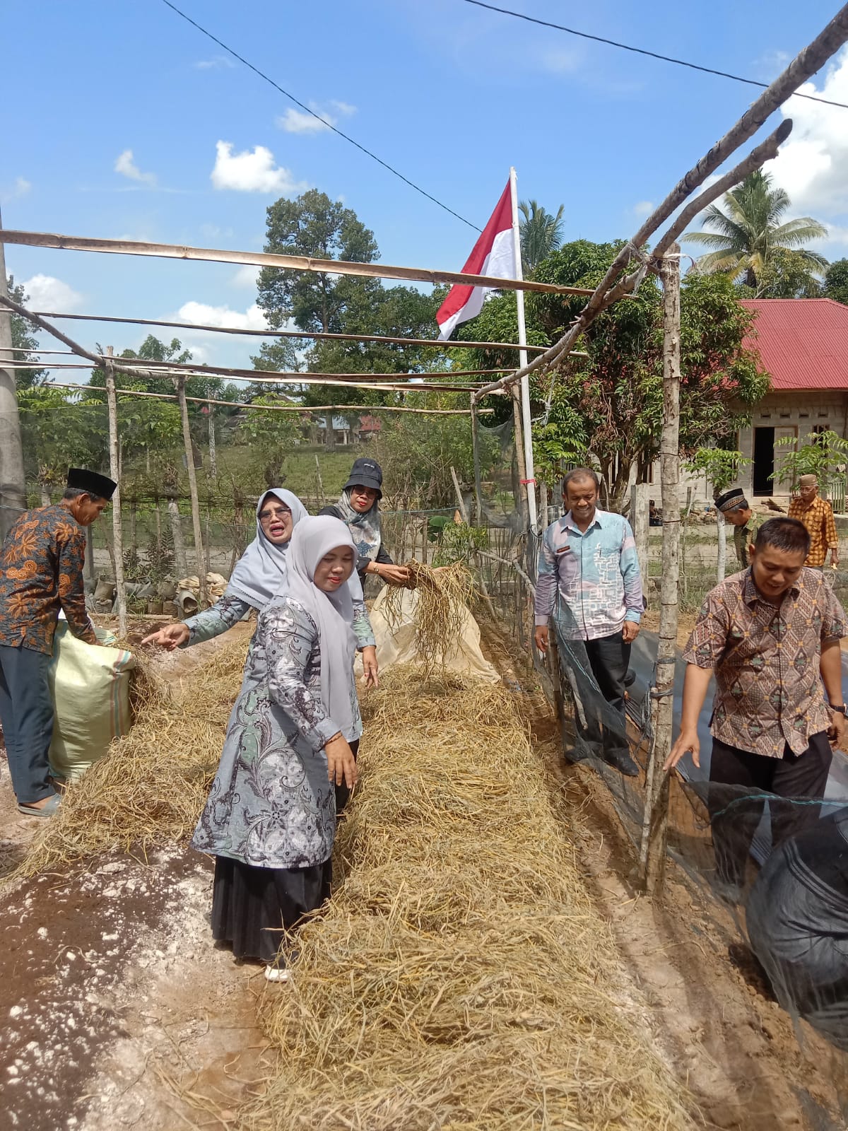 PRAKTEK CARA PEMBUATAN MULSA JERAMI