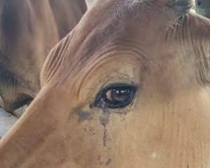 Puskeswan Sutera Melakukan Pengobatan Pada Sapi yang Terkena Pink Eye