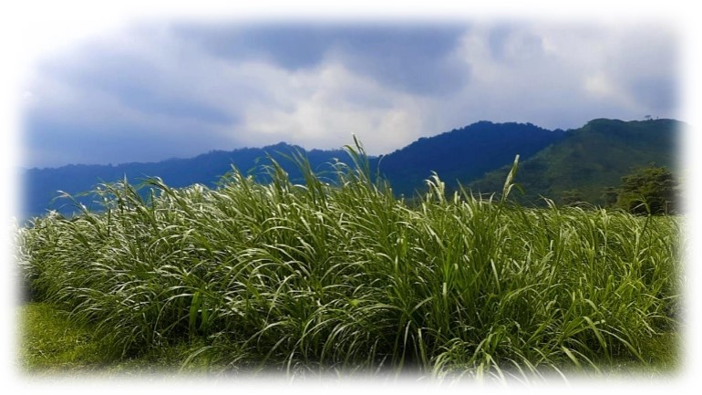 Mengenal jenis pakan ternak sapi