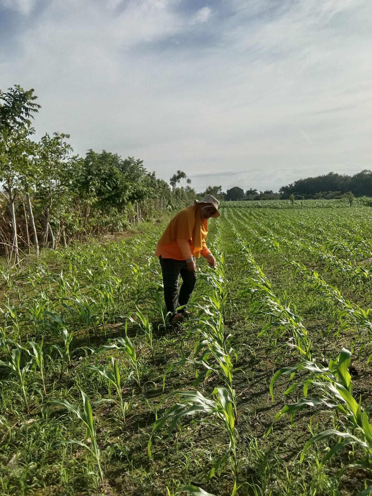 Pengamatan Tanaman Jagung kelompok tani Pulau Tengah Nagari Binjai Tapan 