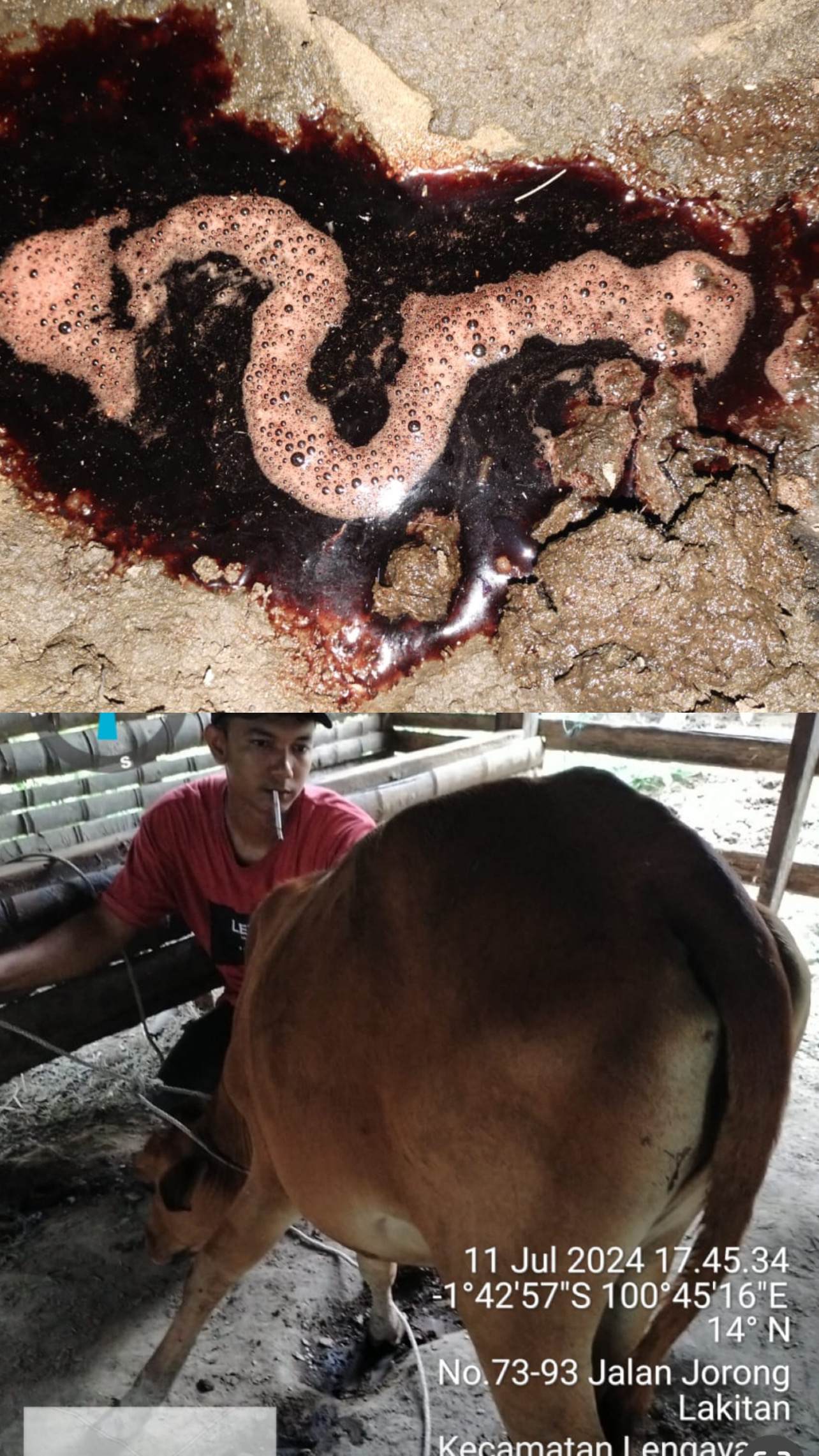 Ternak sapi betina lokal umur 1.5 tahun : urinen berdarah, demam, lesu dan anorexia di P4 Rawang Tar