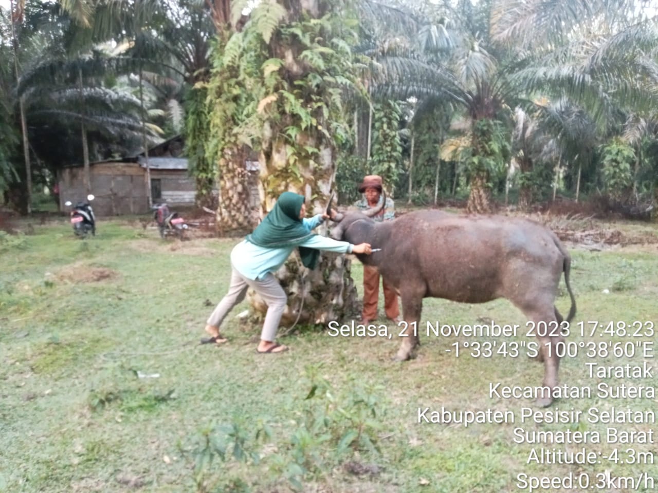 Pengobatan kerbau bef di rawang gunung malelo