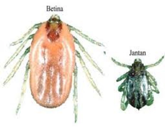 Vampire Mini Pembunuh..., Waspadai Infestasi Caplak