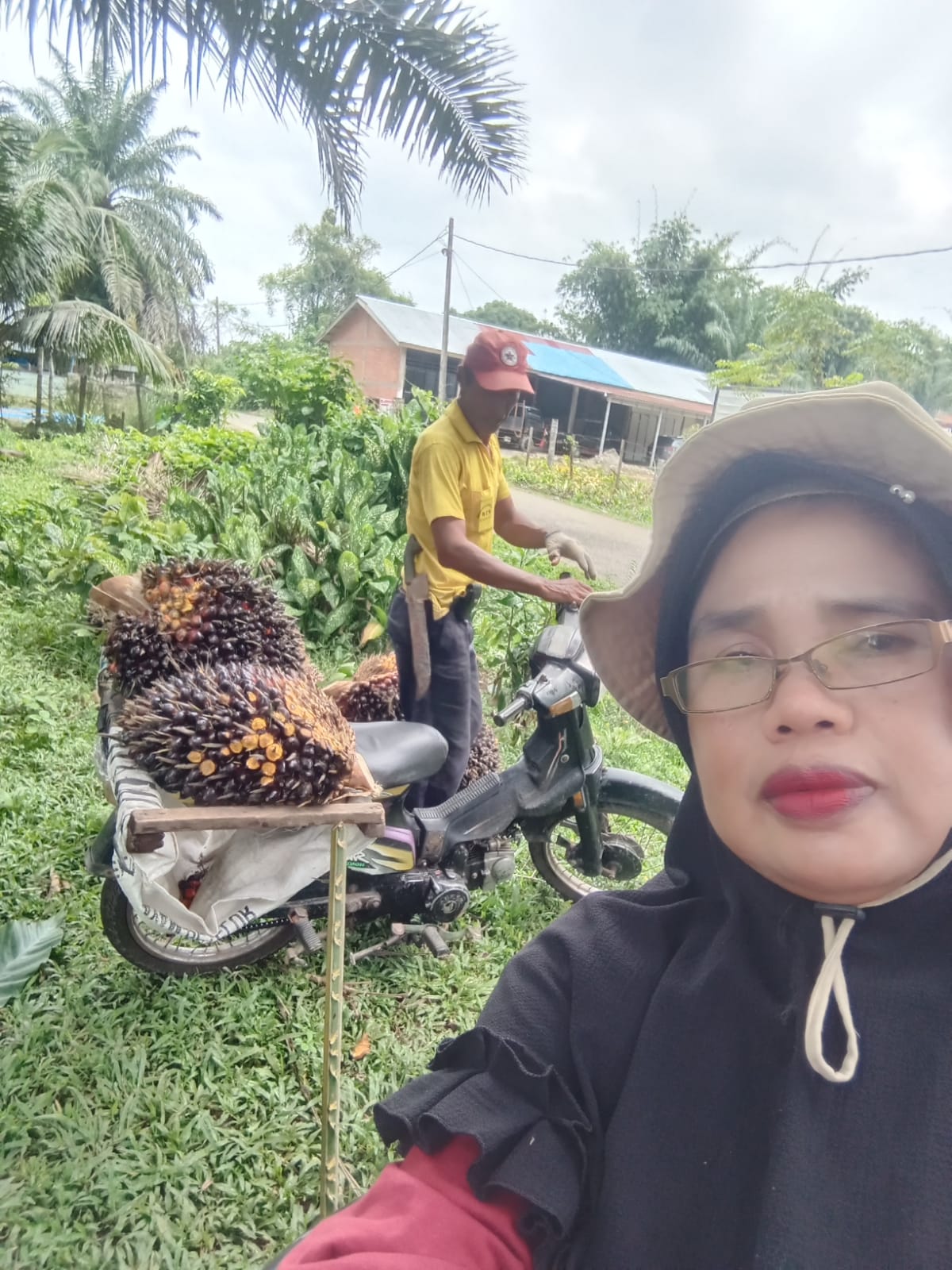 Pasca panen Tanaman kelapa Sawit kelompok tani Batang Air Sembuh Nagari Binjai Tapan 