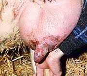 Mastitis pada sapi 