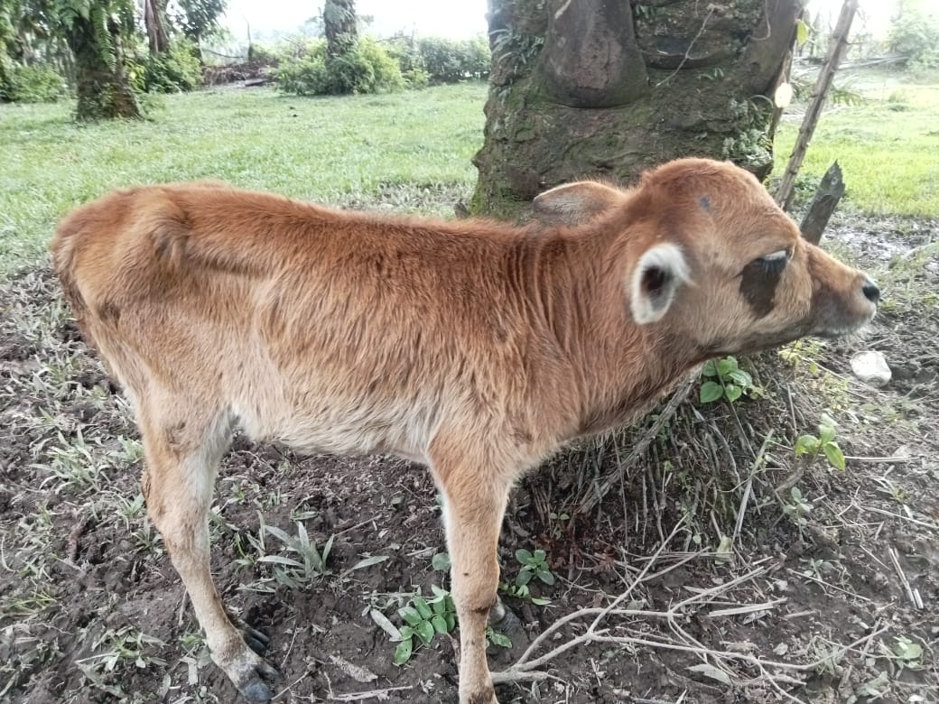 Puskeswan Sutera Melakukan Pengobatan Kepada Sapi yang Terkena Helminthiasis