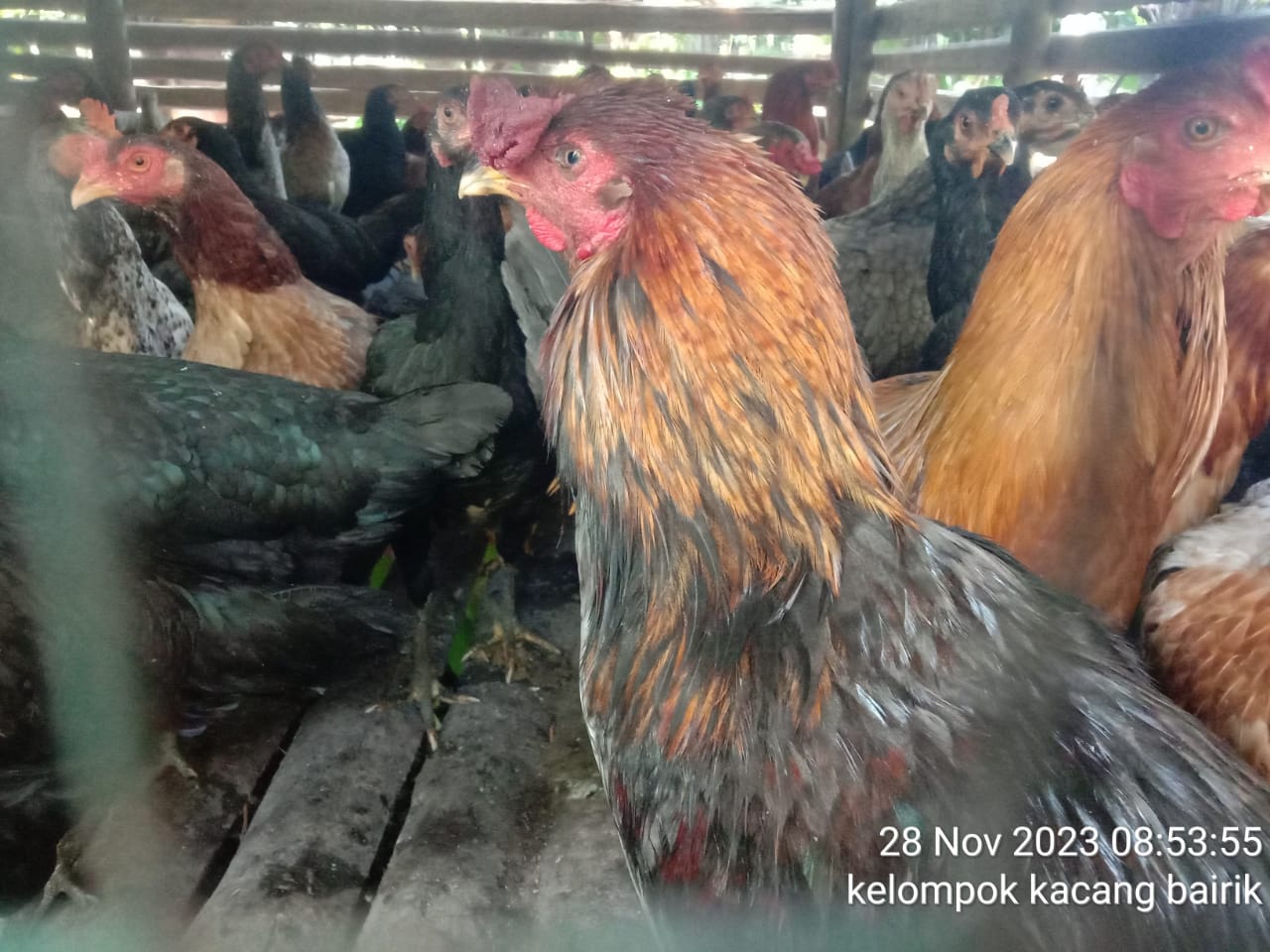 Mengenal penyakit coryza pada ayam