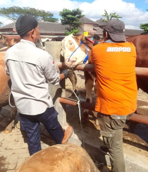 Mengenal Penandaan dan Pendataan Pada Ternak