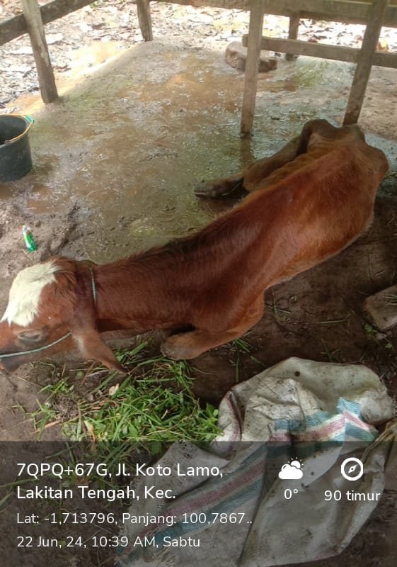 Pengobatan hipokalsemia pada sapi